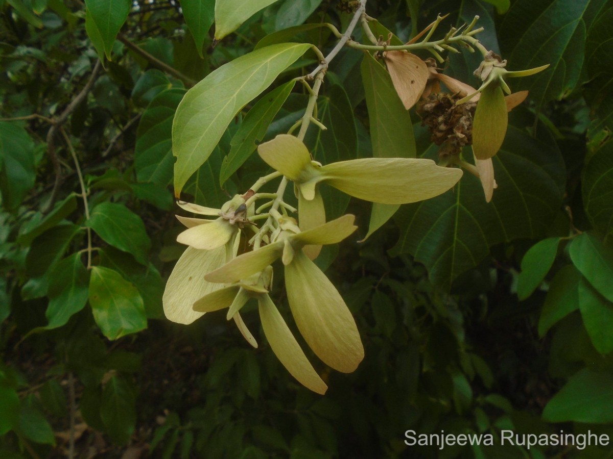 Hiptage benghalensis (L.) Kurz